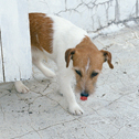 2012犬の写真卓上カレンダー