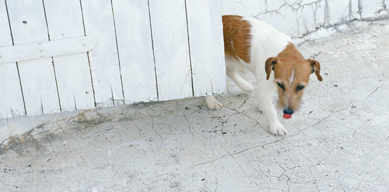 2008年犬の卓上カレンダーの表紙