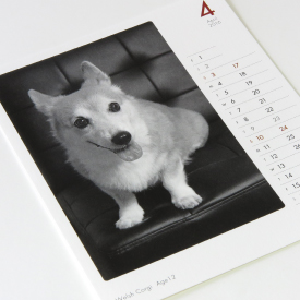 モノクロ写真の犬カレンダーの5月